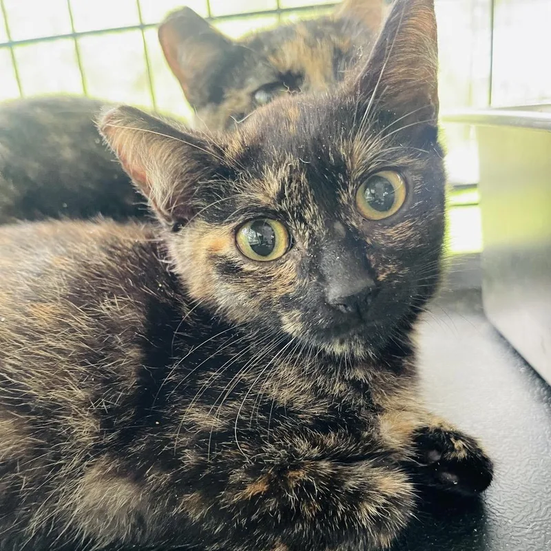 A baby small-sized female Tortoiseshell Domestic Short Hair cat named Bella for adoption in Pahoa, HI