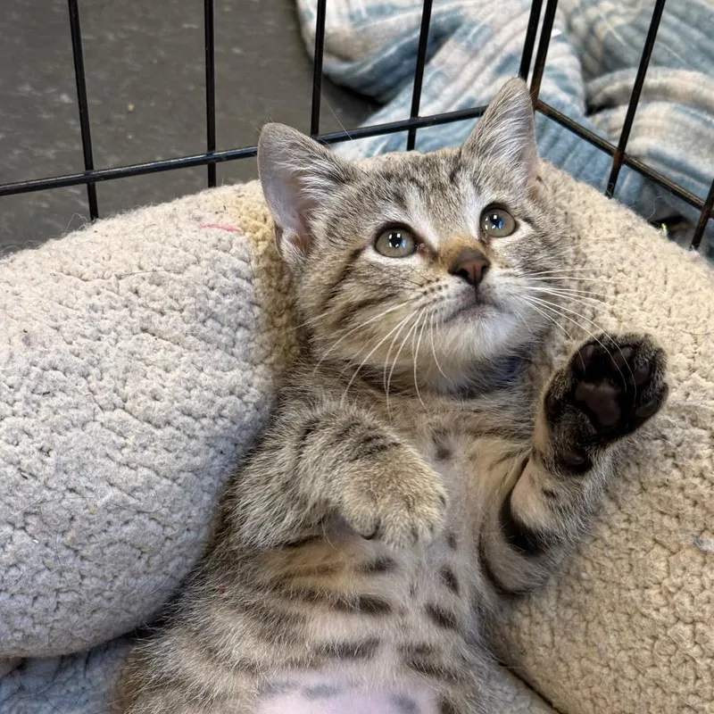 A baby small-sized male Brown / Chocolate Domestic Short Hair cat named Porter for adoption in Jacksonville, FL