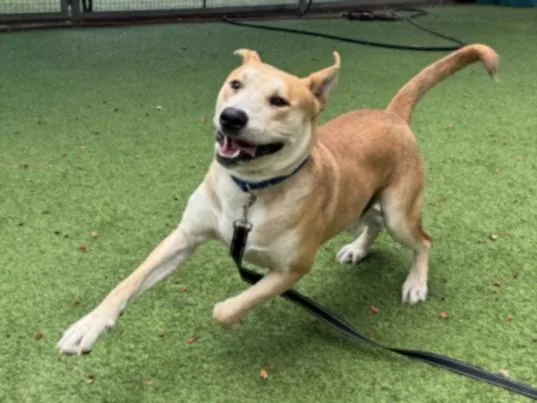 A young large-sized male Pit Bull Terrier dog named Jax for adoption in Van Nuys, CA