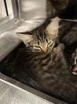 A baby medium-sized male Tabby (Brown / Chocolate) Domestic Long Hair cat named Dawson for adoption in Heathsville, VA