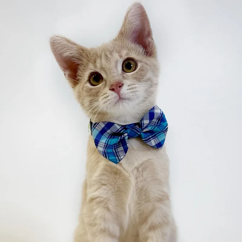A baby medium-sized male Tabby (Buff / Tan / Fawn) Domestic Short Hair cat named Khaki for adoption in Watertown, WI