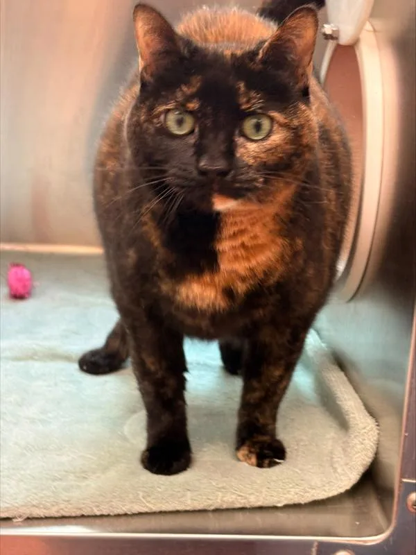 An adult small-sized female Domestic Short Hair cat named Marsha for adoption in Stratham, NH