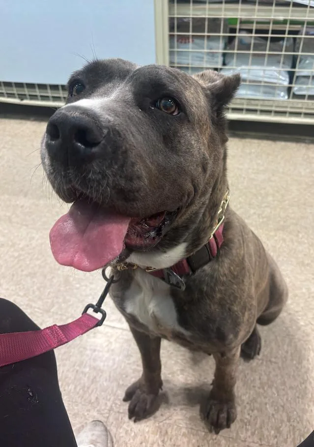 Bellatrix thumbnail 2