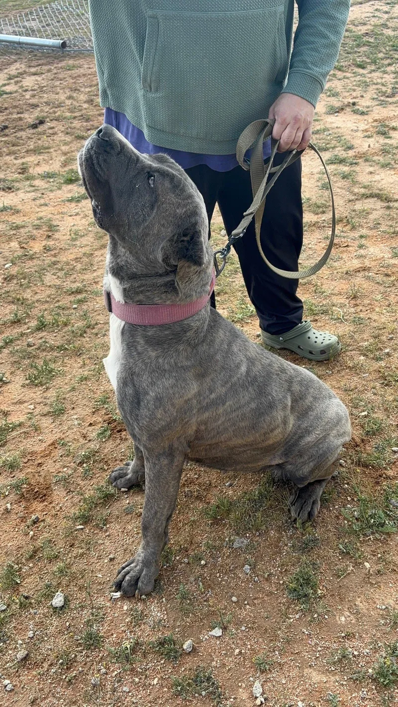 Bellatrix thumbnail 3