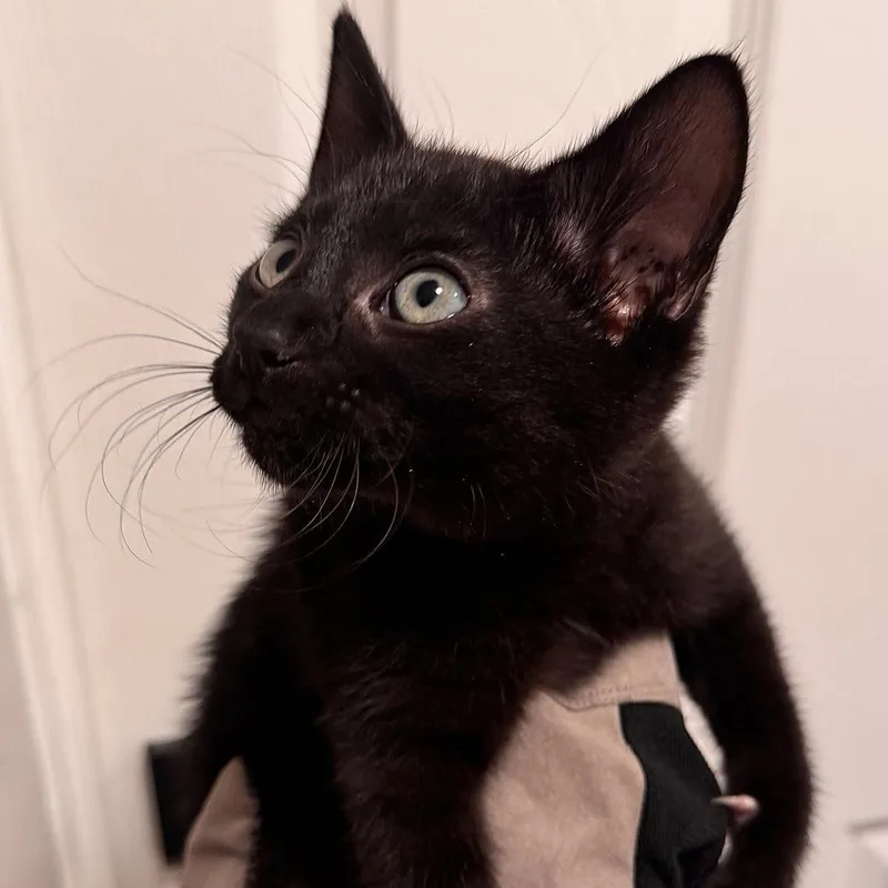 A baby medium-sized male Black Domestic Short Hair cat named Poe for adoption in Huntington Beach, CA