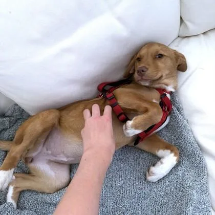 A baby small-sized female Mixed Breed dog named Alexis for adoption in Washington, DC