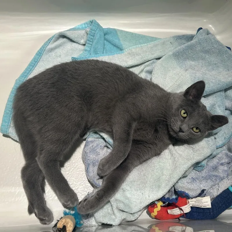 A young medium-sized female Gray / Blue / Silver Domestic Short Hair cat named Princess Leia for adoption in Gibsonia, PA