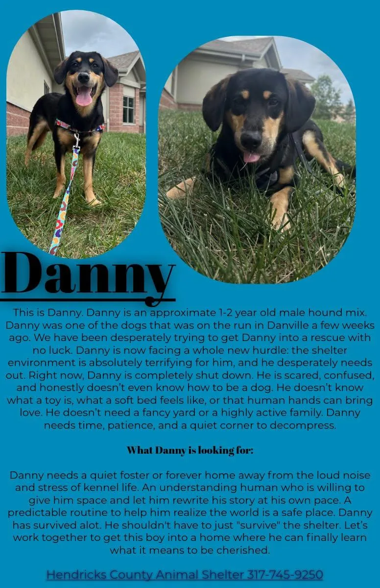 An adult medium-sized male Black Hound dog named Danny for adoption in Danville, IN