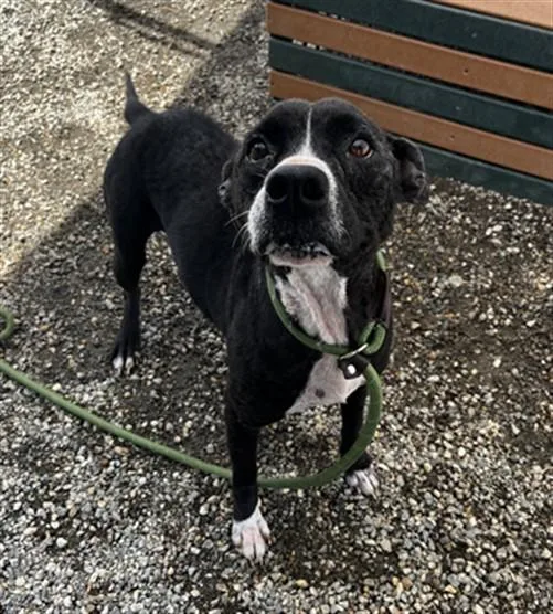An adult medium-sized female Labrador Retriever dog named Maylee for adoption in Lincolnton, NC