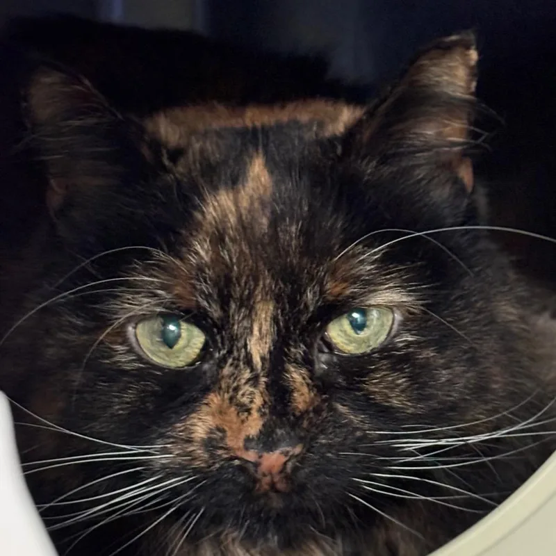 A senior medium-sized female Tortoiseshell Domestic Long Hair cat named Lady Cat for adoption in Grand Rapids, MI