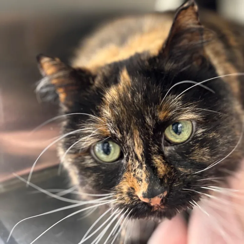 Lady Cat thumbnail 2