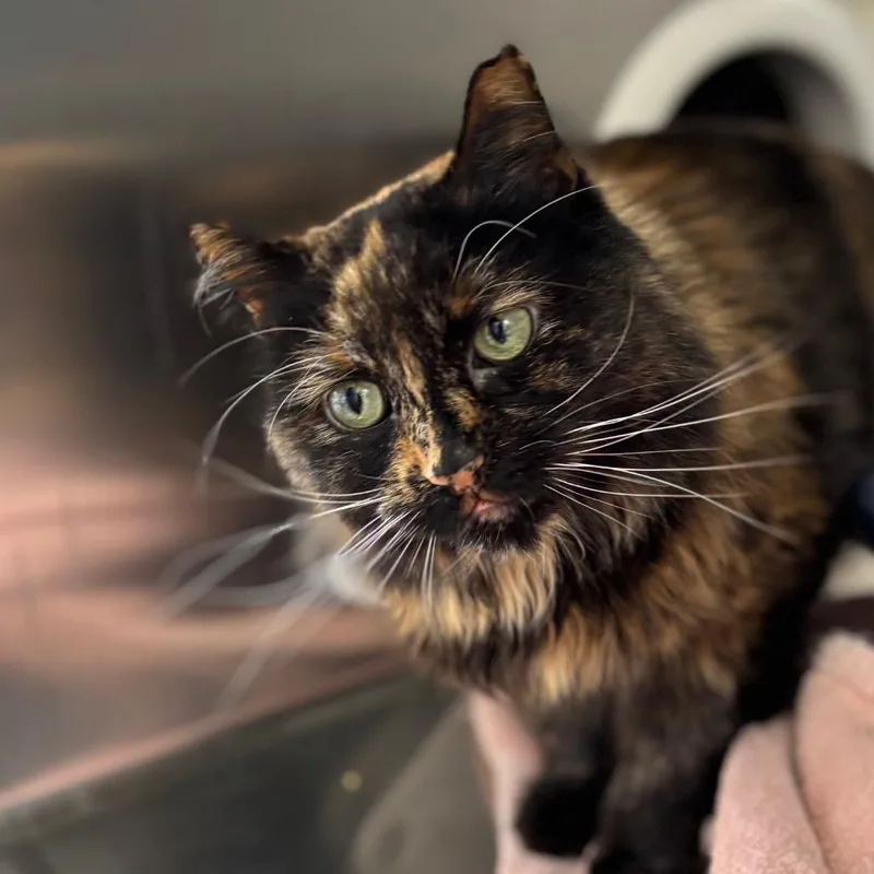 Lady Cat thumbnail 3