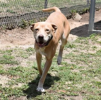 A young medium-sized female Golden Pit Bull Terrier dog named London for adoption in Inverness, FL