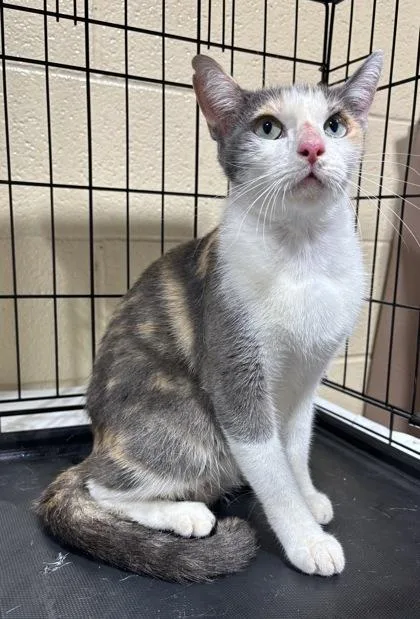 An adult medium-sized female Orange & White Domestic Short Hair cat named Kiki for adoption in Harlingen, TX