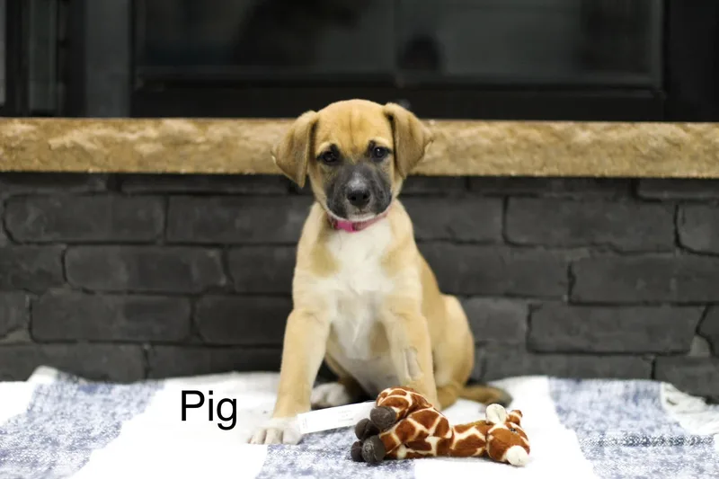 A baby medium-sized female Mixed Breed dog named Pig for adoption in Mobile, AL