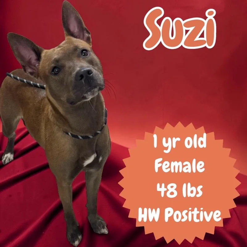 Suzi thumbnail 2