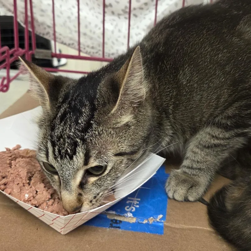 An adult medium-sized female Gray / Blue / Silver Domestic Short Hair cat named Misty for adoption in Chattanooga, TN