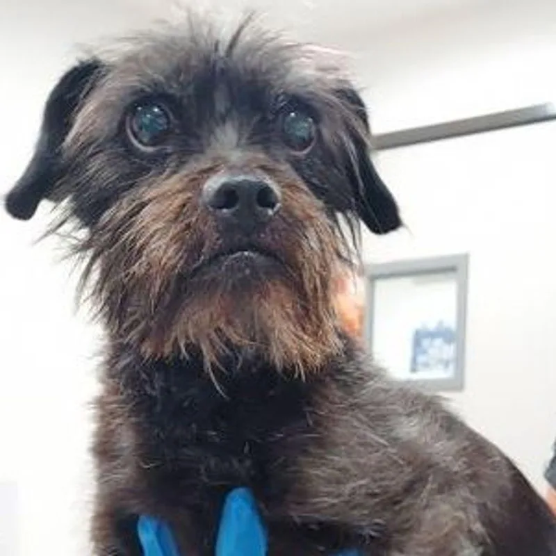 An adult medium-sized male Terrier dog named Balto for adoption in Lake Havasu City, AZ