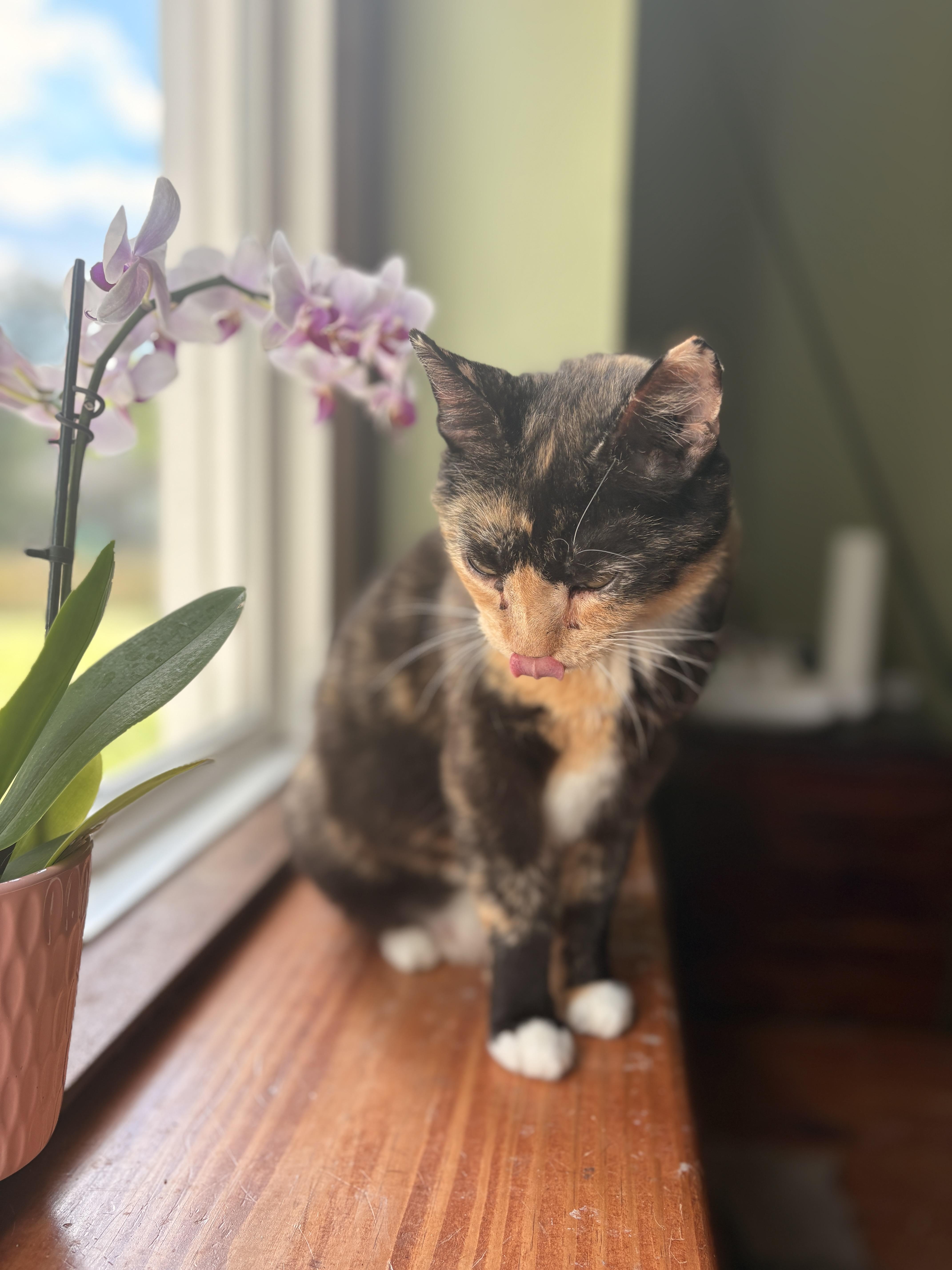 An adult medium-sized female Calico cat named Clementine for adoption in Mansfield, PA