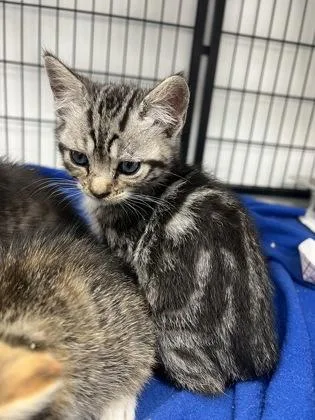 A baby small-sized male Domestic Short Hair cat named Phil for adoption in Cumming, GA