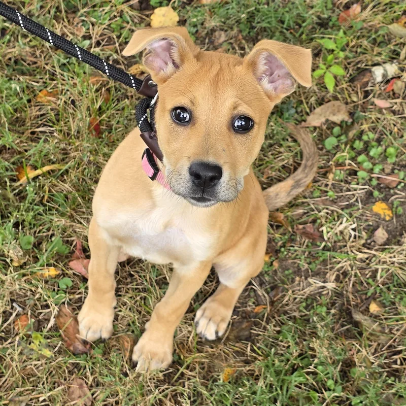 A young medium-sized female Mixed Breed dog named Virginia for adoption in Greensboro, NC