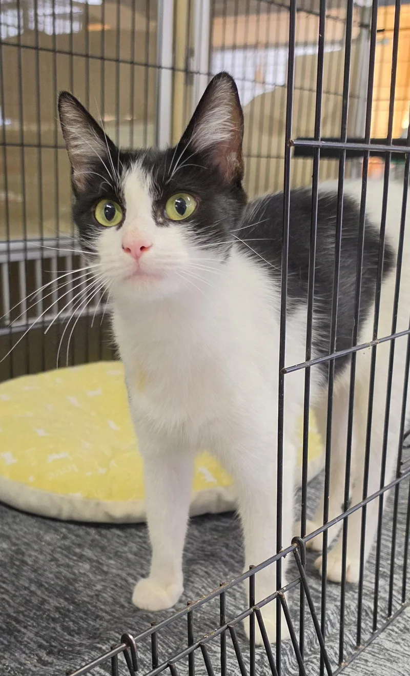 A young medium-sized female Domestic Short Hair cat named Oreo for adoption in Hollywood, MD