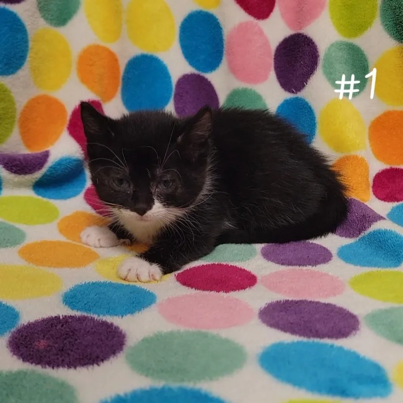 A baby small-sized female Black Domestic Short Hair cat named Arrow for adoption in Parkersburg, WV