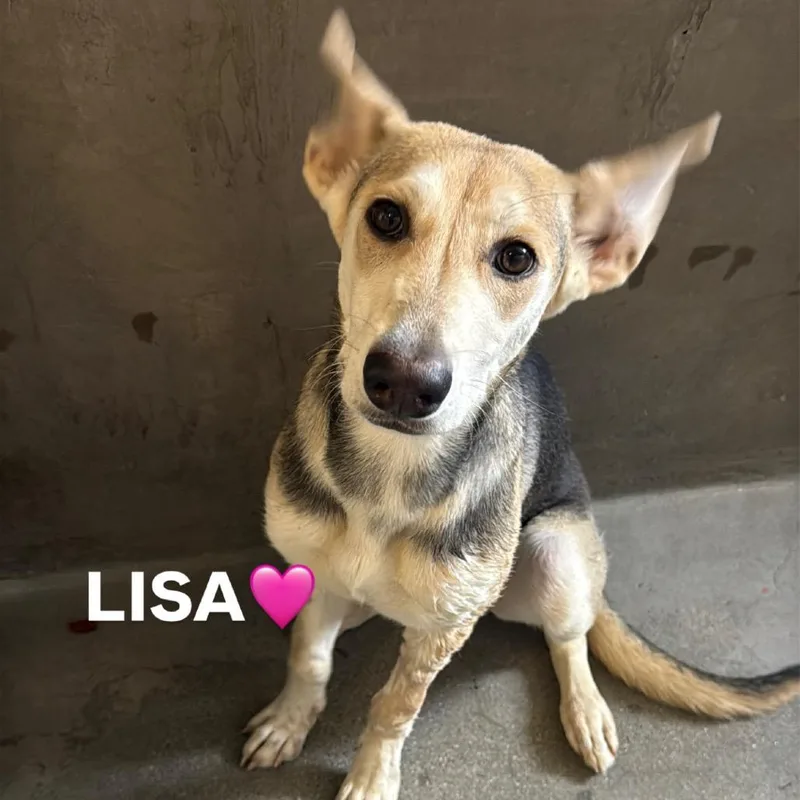 Lisa A