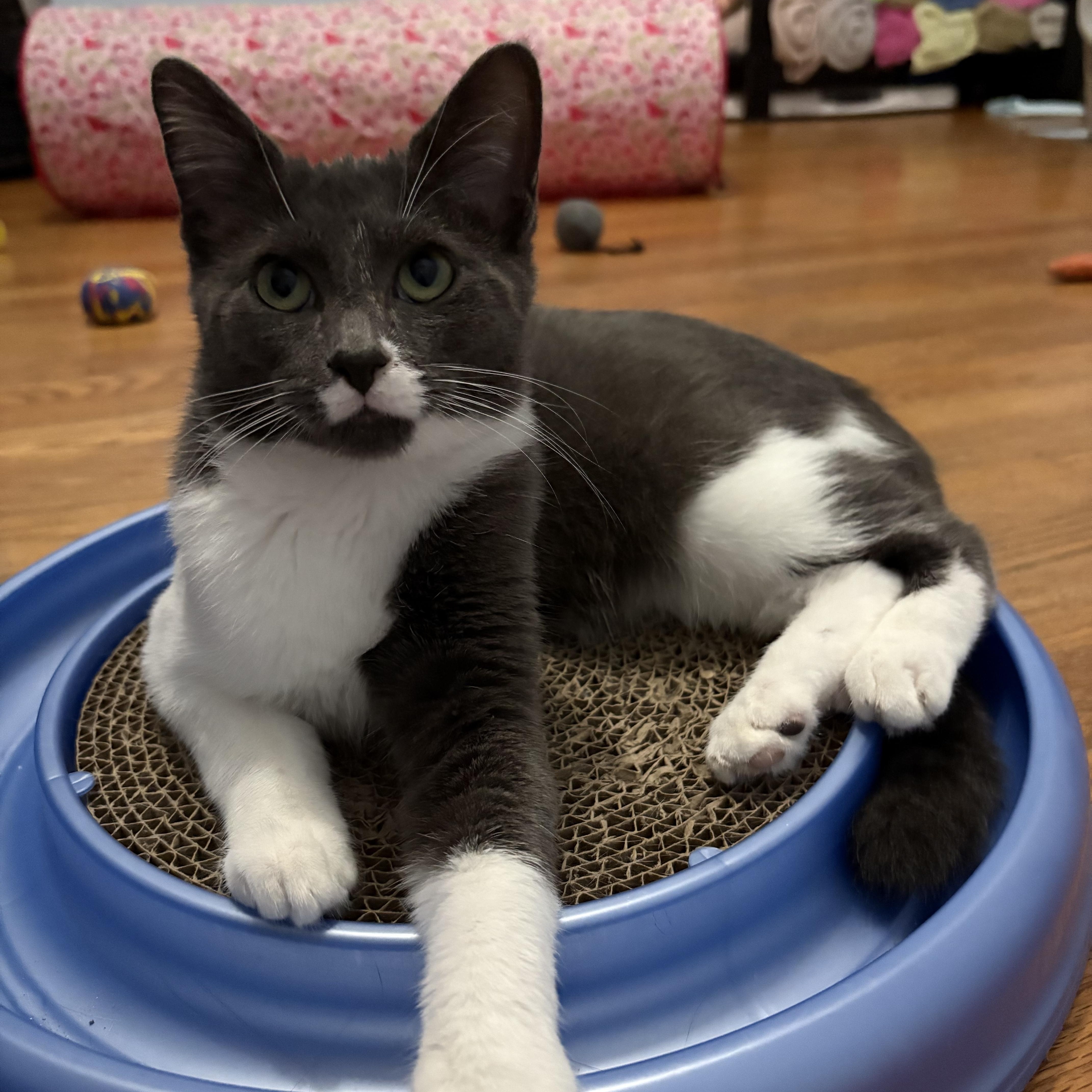 A baby medium-sized female Gray & White Domestic Short Hair cat named Cecile for adoption in Grand Rapids, MI