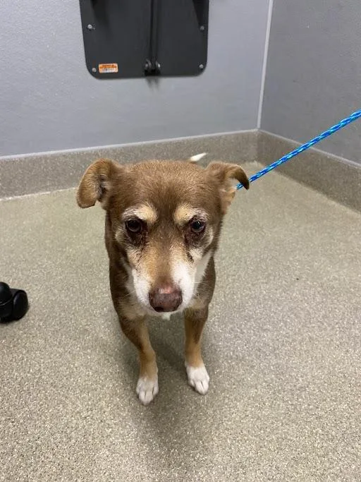 An adult medium-sized male Chihuahua dog named Papa for adoption in Las Vegas, NV