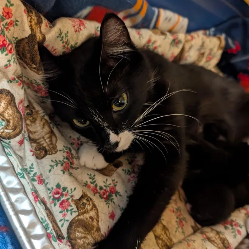 A young medium-sized female Black Domestic Short Hair cat named Fizzy for adoption in DeKalb, IL