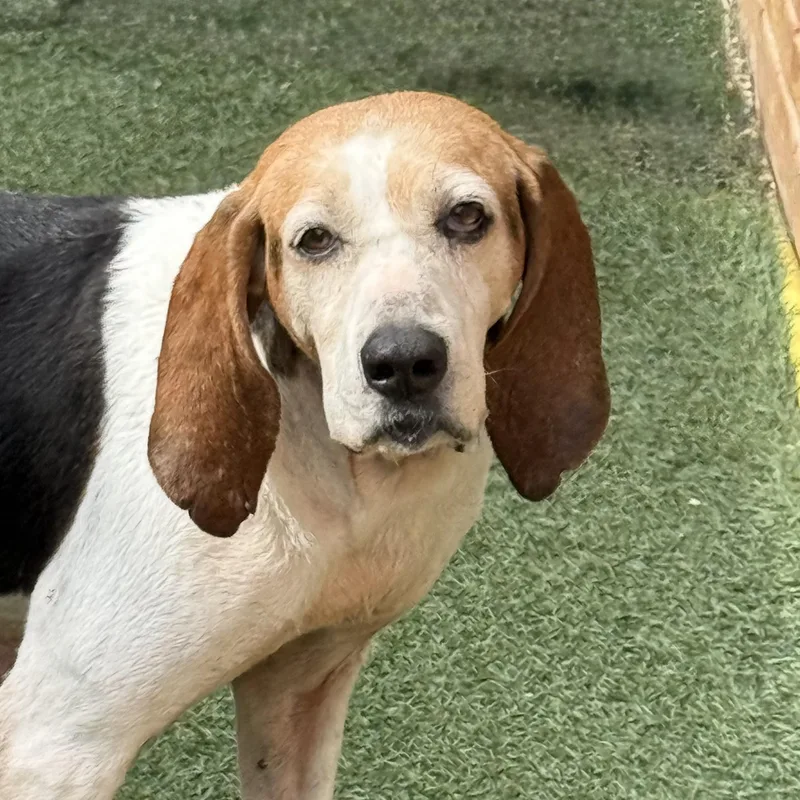 An adult medium-sized female Coonhound dog named Pollie for adoption in Itasca, IL