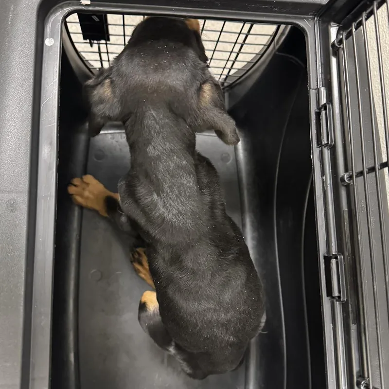 A baby small-sized male Black Mixed Breed dog named 110948 for adoption in Las Cruces, NM