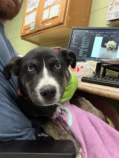 A baby small-sized female Siberian Husky dog named Luna for adoption in Indianapolis, IN