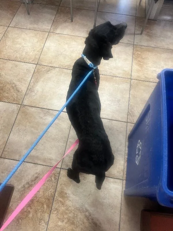 A senior large-sized female Black Mixed Breed dog named Go Tigers for adoption in Cincinnati, OH