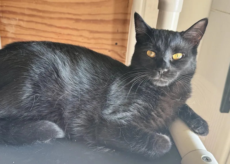 A young medium-sized female Black Domestic Short Hair cat named Lacey for adoption in North Tonawanda, NY