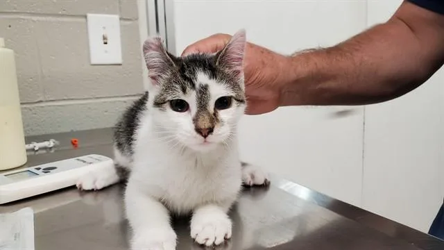A young medium-sized male Domestic Short Hair cat named Star for adoption in Aurora, IL