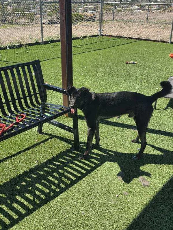 A young medium-sized male Shepherd dog named Coda for adoption in Truth or Consequences , NM