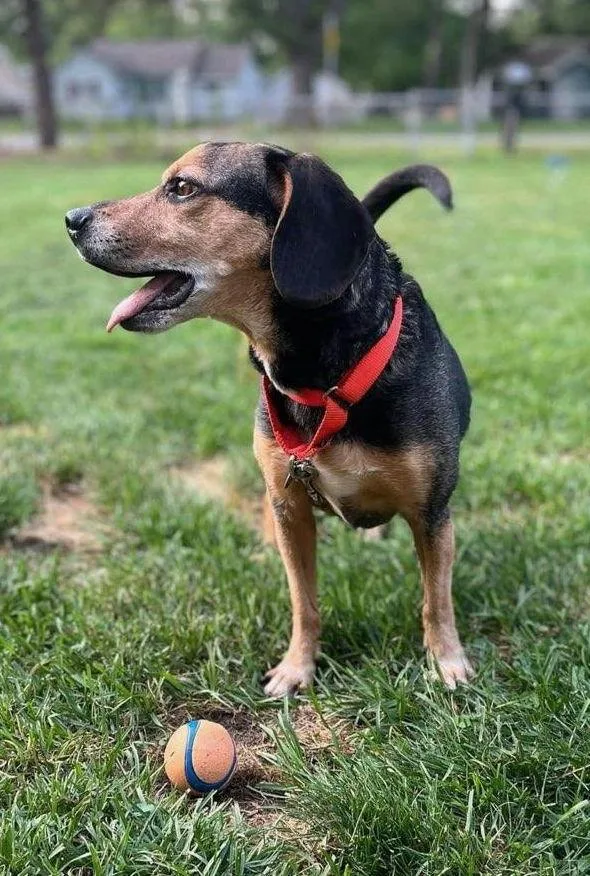 Tanbo  Yq Litter thumbnail 2