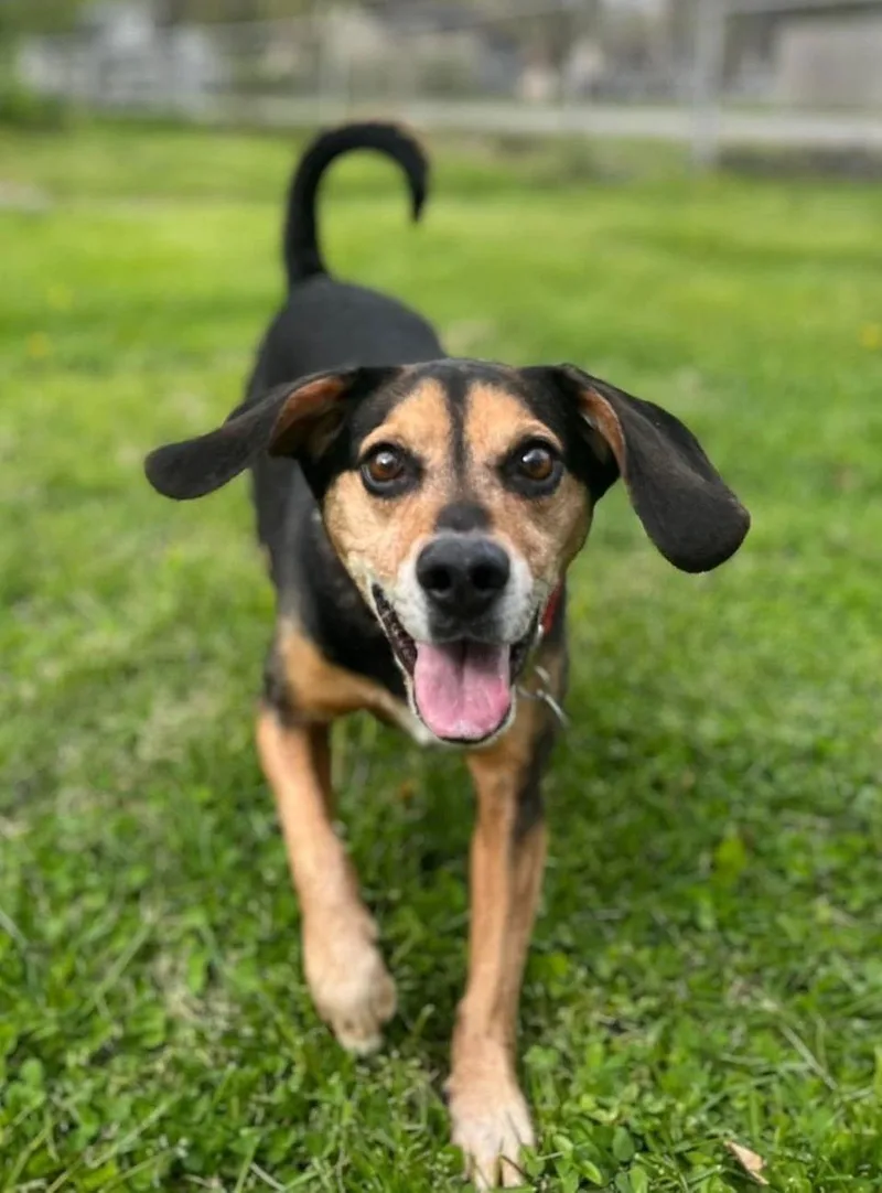 Tanbo  Yq Litter thumbnail 3