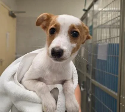 A baby small-sized male Terrier dog named Light for adoption in Honolulu, HI