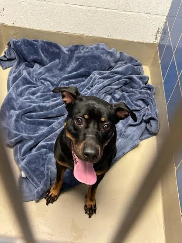 A young large-sized female Doberman Pinscher dog named Brisket for adoption in Austin, TX