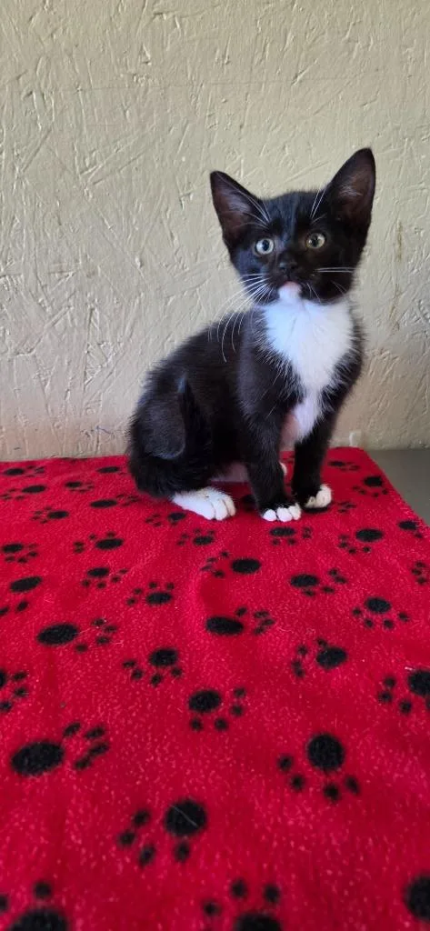 A baby small-sized male Domestic Medium Hair cat named Hershey for adoption in Shelbyville, TN