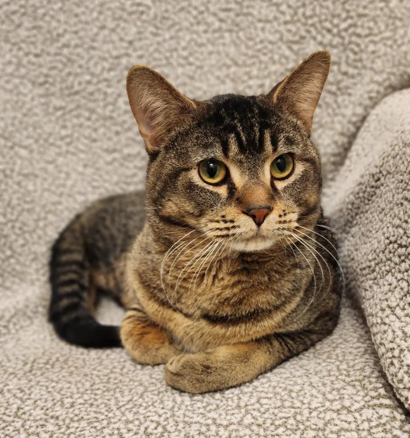A young medium-sized male Domestic Short Hair cat named Tomtom for adoption in Superior, WI