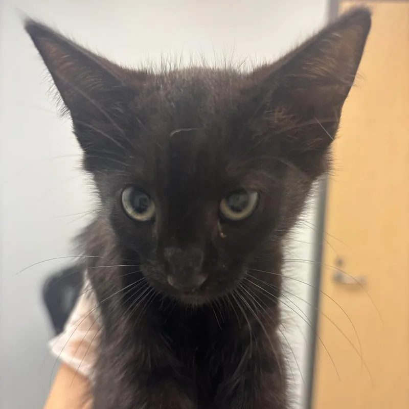 A baby small-sized female Black Domestic Short Hair cat named Rose Tyler for adoption in Jacksonville, FL