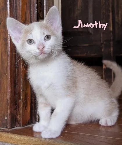 Jimothy