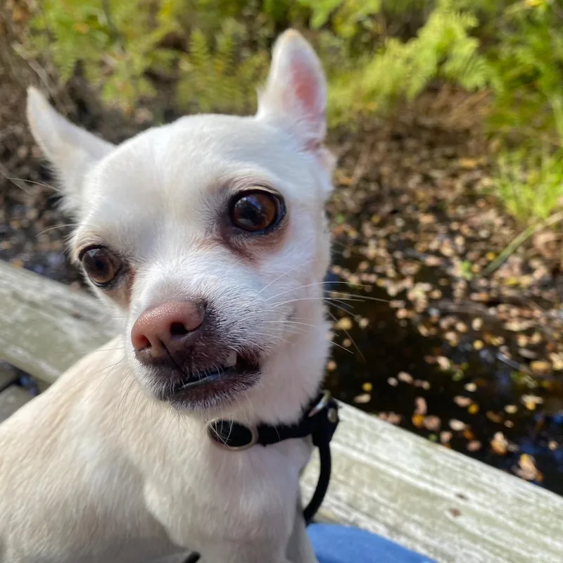 An adult small-sized male Chihuahua dog named Quinoa for adoption in Fall River, MA