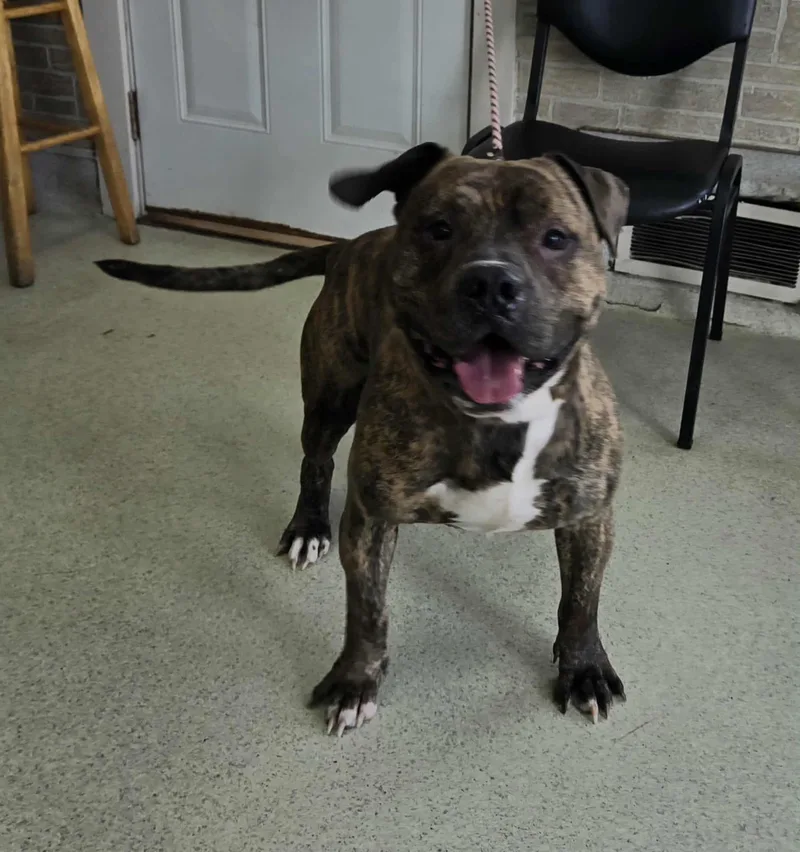 An adult large-sized male Brindle Pit Bull Terrier dog named Booker for adoption in Freeport, IL