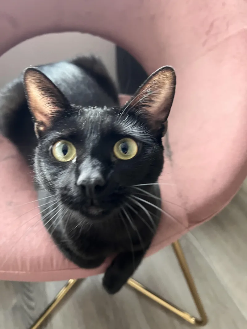 An adult medium-sized female Black Domestic Short Hair cat named Venus for adoption in Los Angeles, CA
