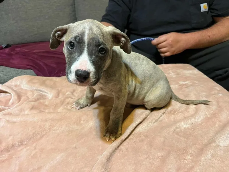 A baby large-sized male Pit Bull Terrier dog named Gouda for adoption in Shawnee, OK